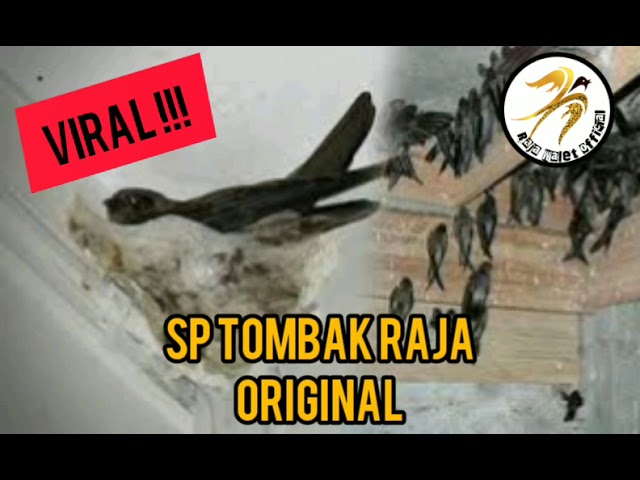 SP Tombak Raja Original || Terbukti Ampuh 100% Sedot Walet || Link download di deskripsi class=