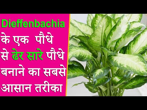 वीडियो: Dieffenbachia प्रचार - एक Dieffenbachia कतरन जड़ने के लिए युक्तियाँ