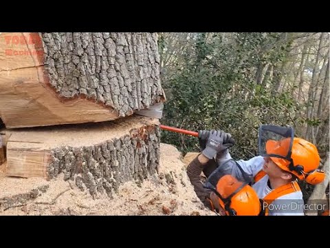 Fastest Cutting Big Tree Skill Chainsaw Machines,Amazing Fastest Wooden ...