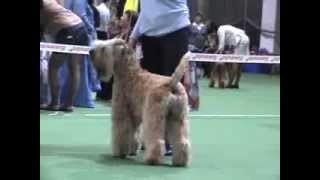 DogStatus.ru: Терьер-союз-2010. Пшеничный терьер DogStatus.ru: Терьер-союз-2010. Пшеничный терьер