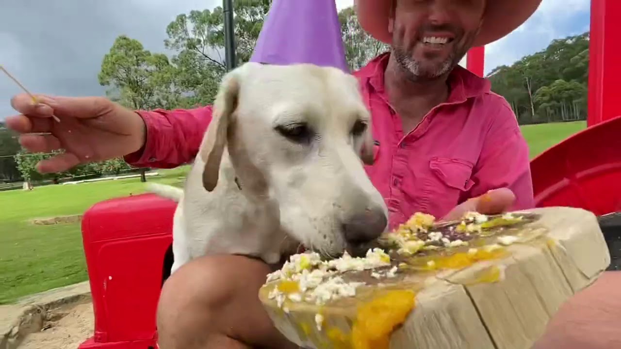 Happy birthday Elle, welcome Otto the Westie and Torben the flying torpedo!