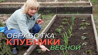 Первый весенний УХОД за КЛУБНИКОЙ! Советы от ЗЕЛЕНОГО ОГОРОДА!