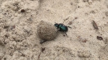 A miniature performance in nature