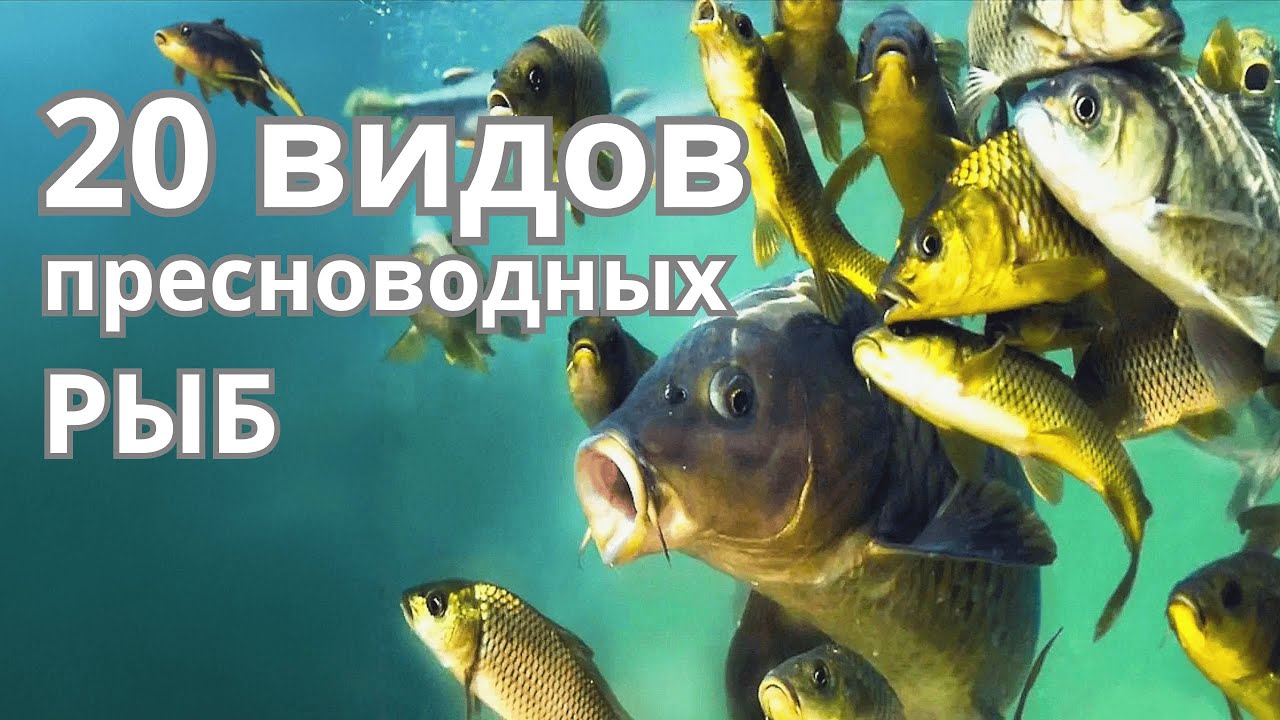 20 ВИДОВ ПРЕСНОВОДНЫХ РЫБ