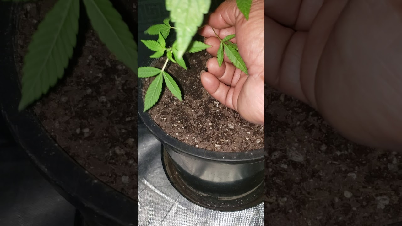 Cookie grow week 4 flowering YouTube
