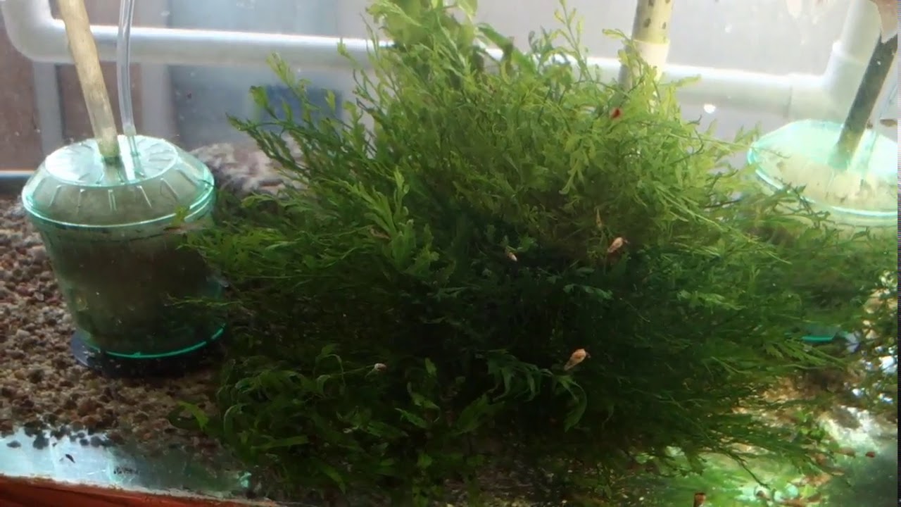 Select Aquatics Presents - P  velifera and Initial Tank Setup