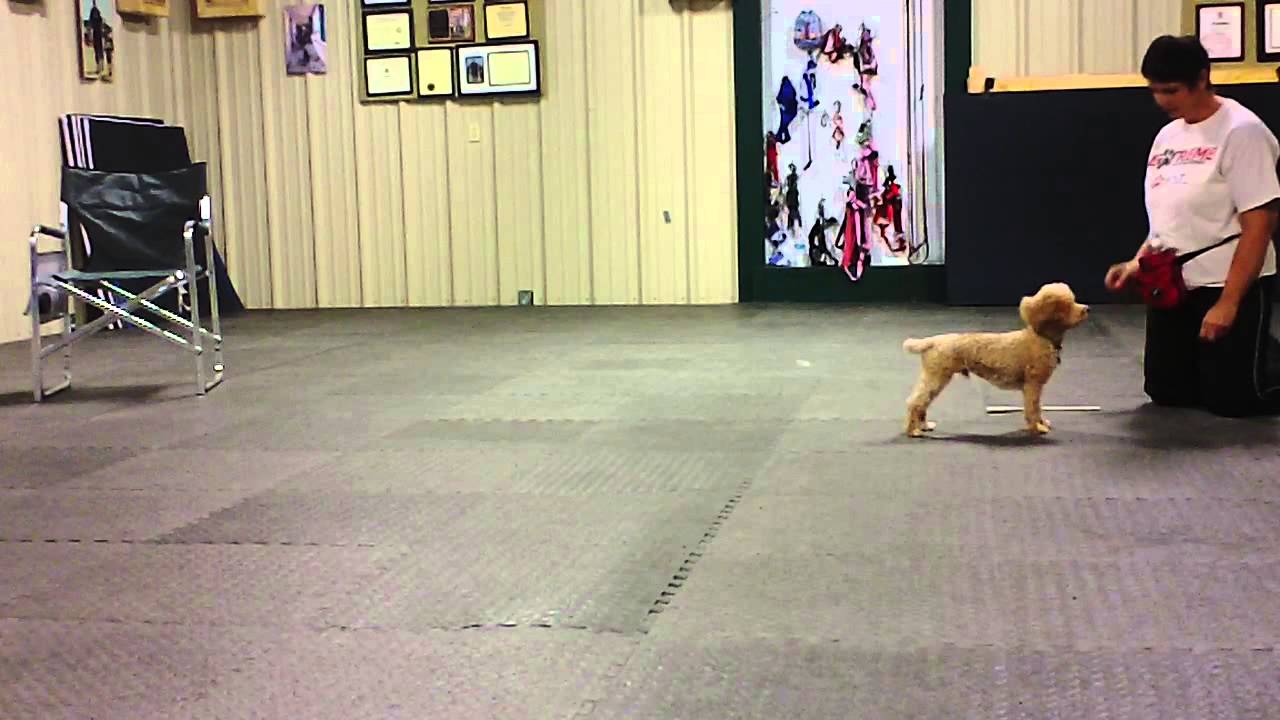 CC association w target stick