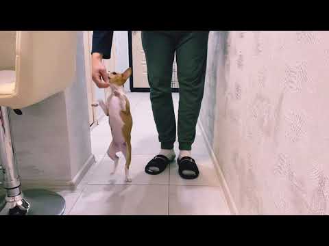 Дрессируем Щенка Басенджи в Три месяца / Basenji training in three months