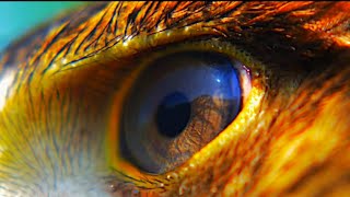 Sacred Mountain Pure Land, the Mysterious Ngawa (Aba) Gyalrong Tibet 阿坝县 རྒྱལ་རོང english subtitle