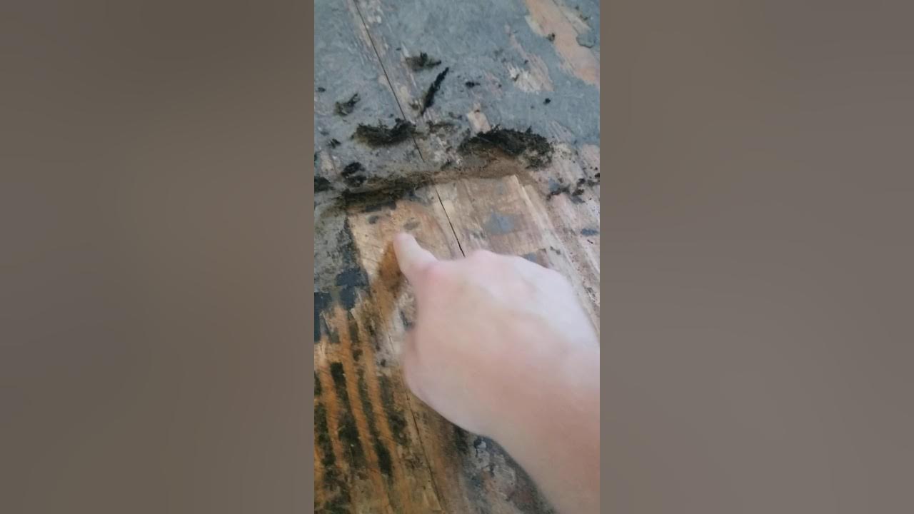 How to remove black tar from hardwood floor YouTube