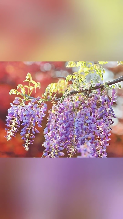 Wisteria flowers bloom in E China