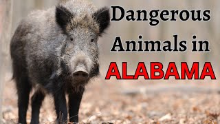 MOST DANGEROUS ANIMALS IN ALABAMA