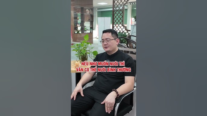Tuổi Dậu Nuôi Mèo Được Không? Khám Phá Những Điều Thú Vị