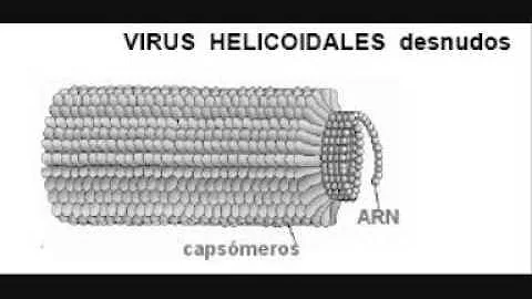 Como é a morfologia viral?