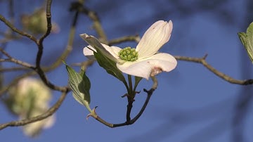 Signs of Spring - A short video