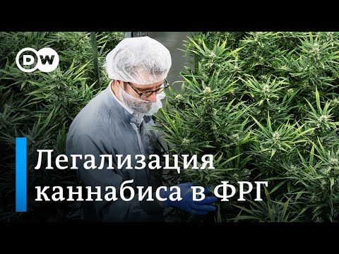 Три растения на человека: как будет выглядеть легализация каннабиса в Германии