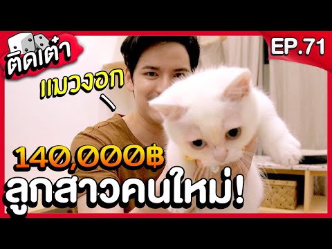 ติดเต๋า EP.71 | มารับลูกสาวคนใหม่... แมวขาสั้นตัวเป็นแสน!!