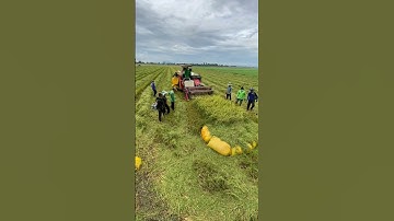 cắt lúa với cừu bắt chuột