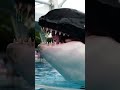 Jessica vs dolphin 🐬