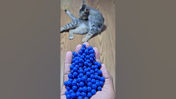 beads reverse 🧶 Cat asmr reverse video #cat #asmr #reverse #satisfying