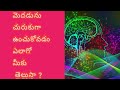 Sreechannelscienceforever  human brain