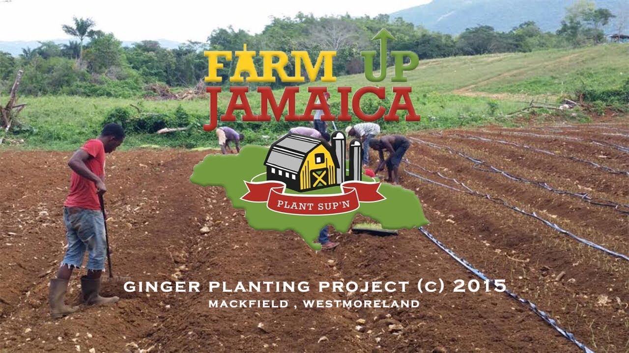 Farm Up Jamaica Ginger Planting Project (c) 2015 APS Columbian Films YouTube
