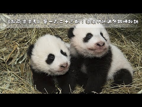 《超萌滾滾秀》第一百二十四期：滾滾們的過冬鍛煉秘訣 | iPanda熊貓頻道