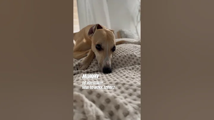 Mummy stay home today please 🙏❤️ #cute #whippet #dog