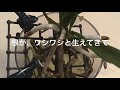 半水栽培中の蘭；バンダ、風蘭（富貴蘭）ご紹介します(^-^)