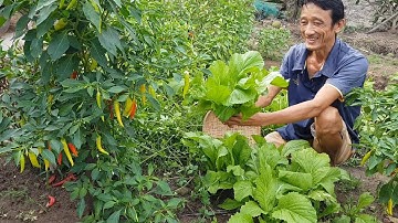Cơm Quê Miền Tây | Cơm Chiều Kho Quẹt , Rau Luộc  | Đơn Giãn Trong Mùa D.ịch | Cậu An Miền Tây #134
