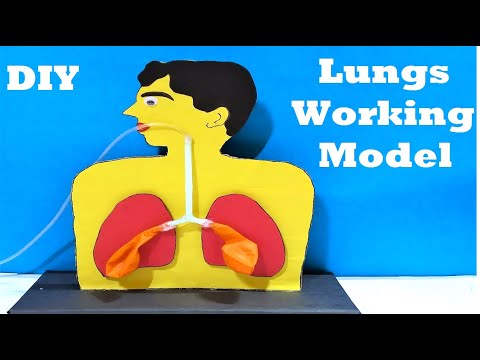 human respiratory system working model(lung model ) for science fair project | DIY | howtofunda