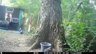 White Squirrel in the back ground and Gray Squirrel in my back yard 6-19-24