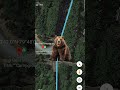 Found the giant panda in google earth youtubeshorts viralshort googlemaps
