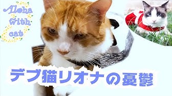 でぶ猫 Youtube