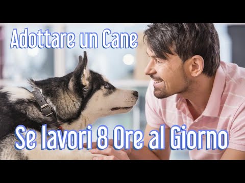 Video: Porta Il Tuo Cane Al Lavoro Giorno