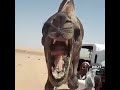 جمل هايج شوف نيبة كيف كبير السوداني كان بيروح فيها Shorts 