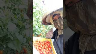 Jangan Bosen Bosen Lihat Aku Panen Buah Tomat Ya Gaes short sigemoy fypviral vidioviral