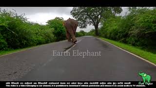 A very beautiful elephant came to the road and walked beautifully by BLACK ELEPHANT 309 views 1 month ago 2 minutes, 35 seconds