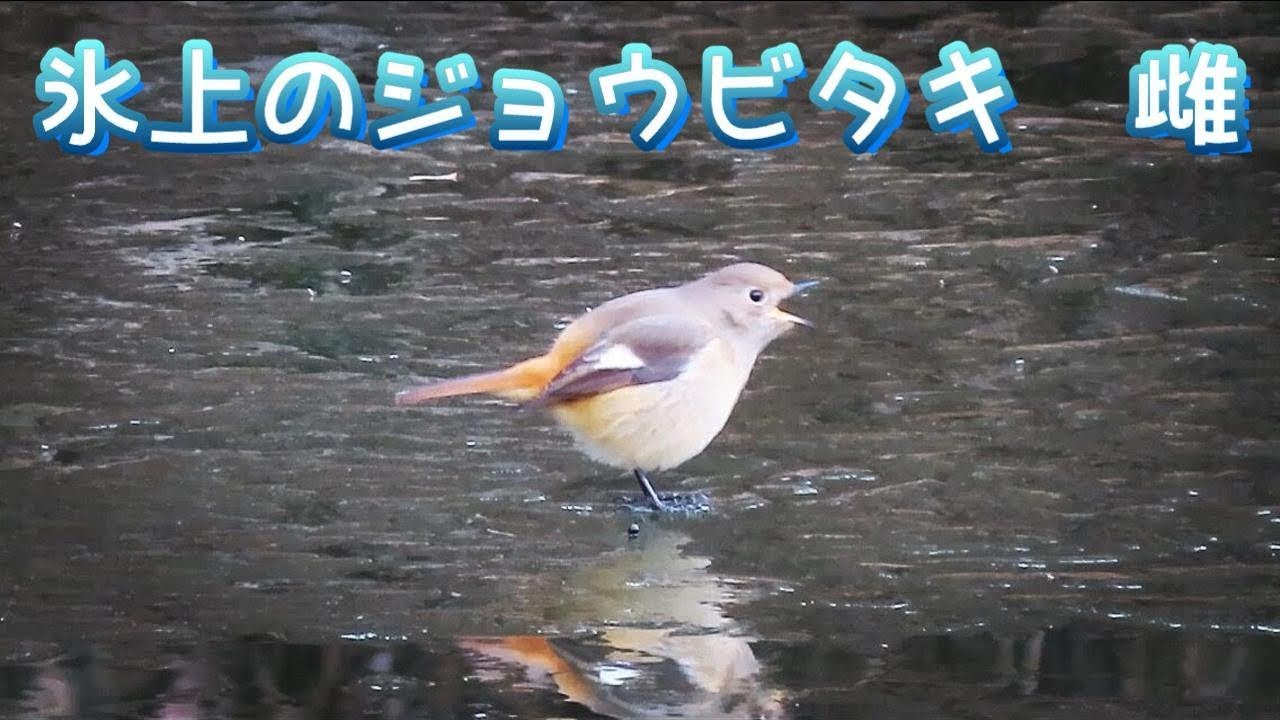 氷上のジョウビタキ 雌 種を吐き出すジョウビタキのメス 身近な野鳥 Daurian Redstart сибирская
