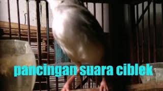 Download Lagu Masteran ciblek | suara air kicau ciblek MP3