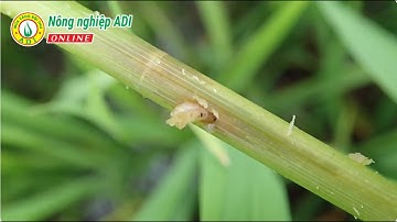 ADI Hướng dẫn quý bà con Thời điểm then chốt để phòng trừ sâu cuốn lá, sâu đục thân trên lúa.