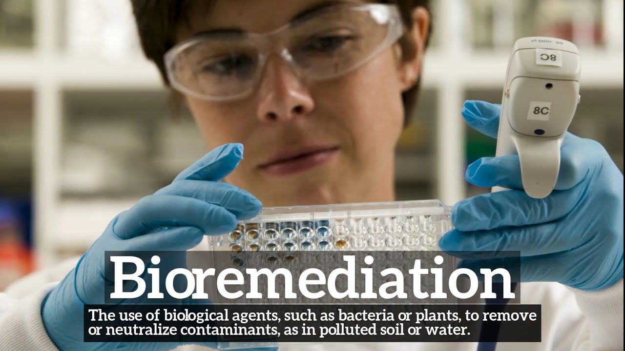 How Does Bioremediation Look? | What is Bioremediation? | How to Say Bioremediation in English?