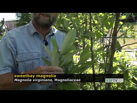 Video: Penyakit Magnolia Sweetbay: Mengenali Gejala Penyakit Magnolia Di Sweetbay