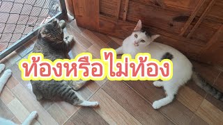 ท้องหรือไม่ท้อง#ปังปอนลูกแม่เกียง #แม่เกียงเลี้ยงแมวจร