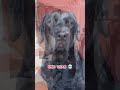 one year transformation of black labrador