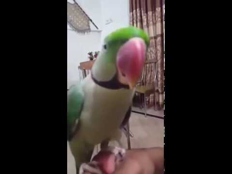 best talking parrot best talking parrot