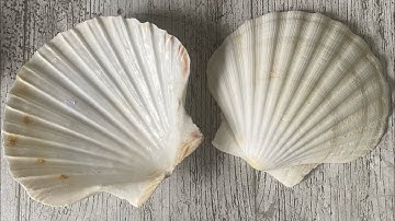 Epoxy Resin Ocean In a Shell!