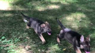 Two German Shepherd Pups