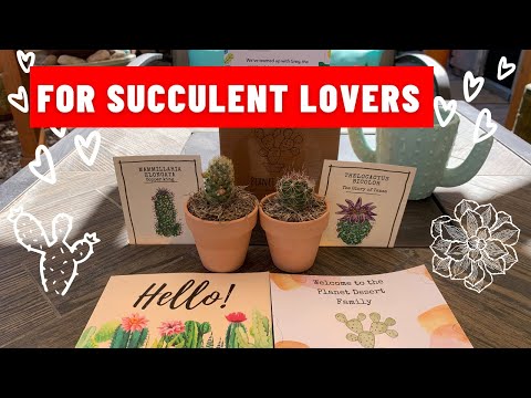 Succulents Gift Box | Planet Desert | Cactus