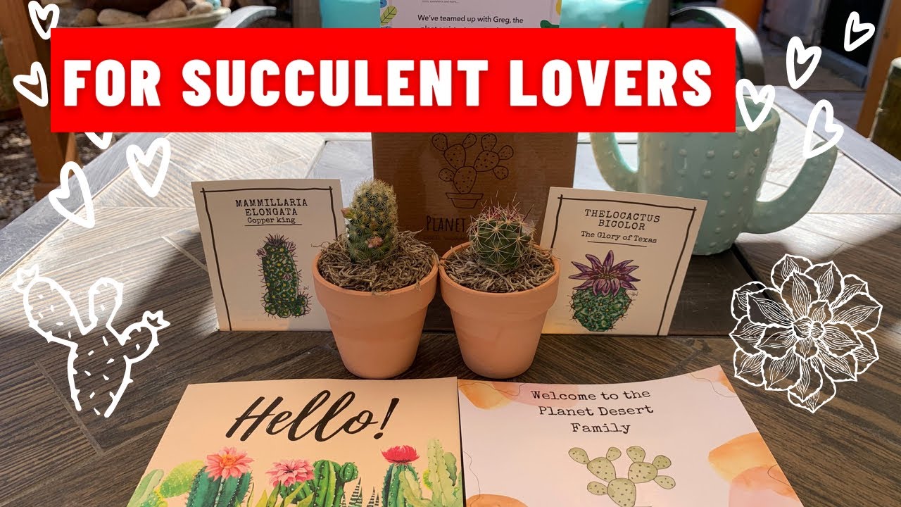 Succulents Gift Box | Planet Desert | Cactus
